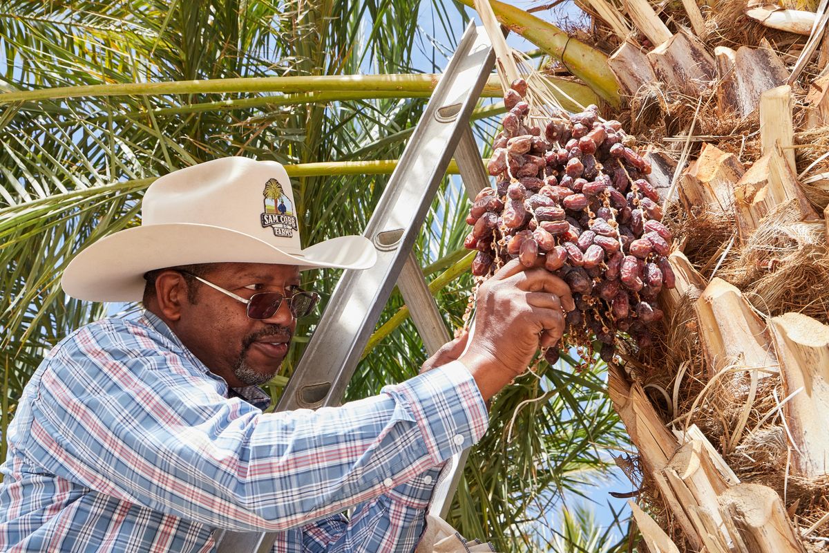 A date farmer harvesting fruit from a palm