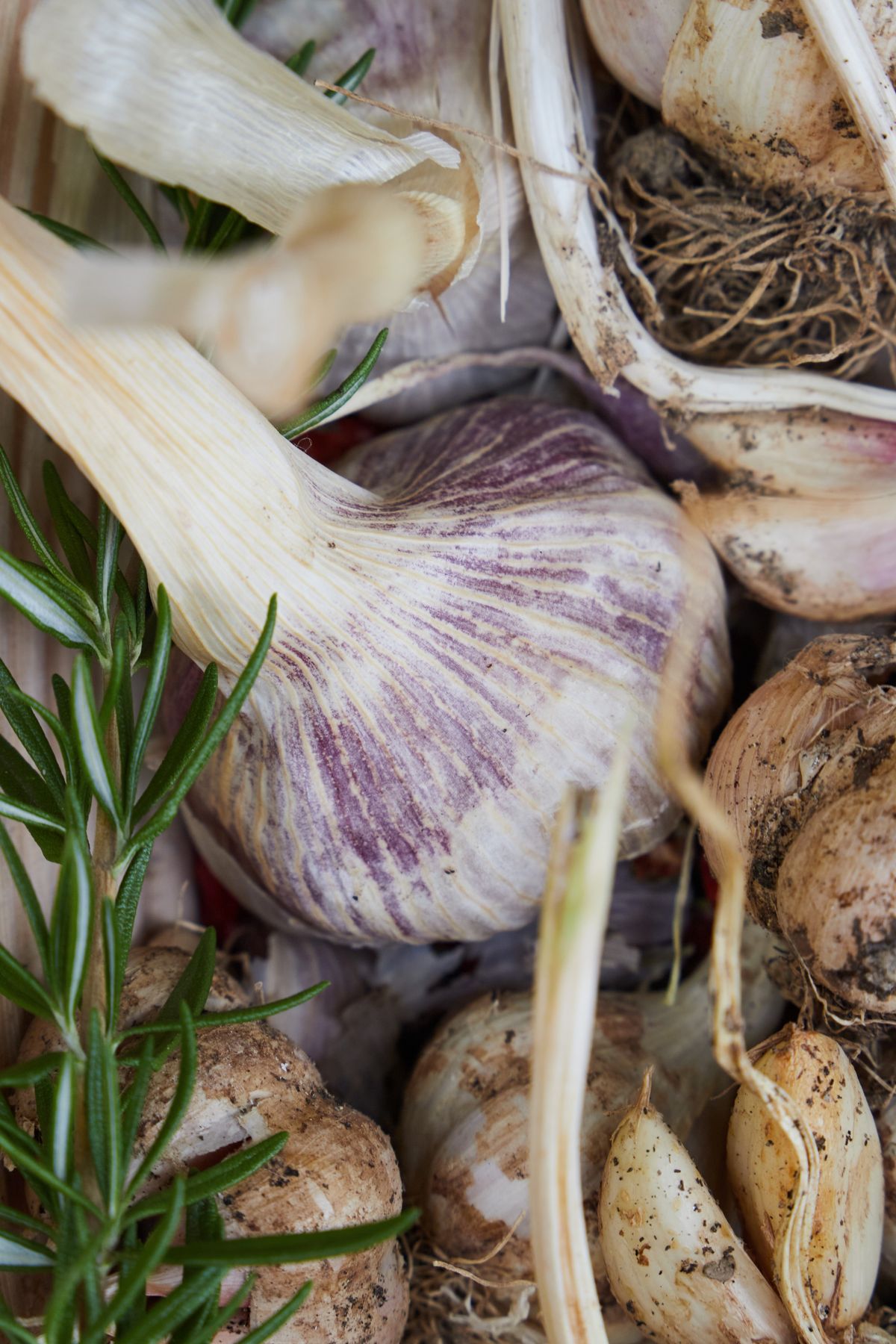 Garlic and rosemary from the garden